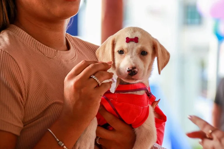 Programa Adota + Paraíba realiza ação de saúde e proteção animal em Monteiro