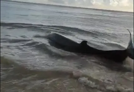 Baleia encalha em praia do Litoral Sul da Paraíba